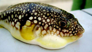 Cần Thơ: Xảy ra nhiều vụ ngộ độc cá nóc