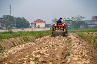 Trồng 10 ha khoai tây, lão nông thu lãi hàng trăm triệu đồng