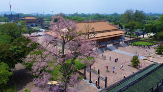 'Vương giả chi hoa' nở rộ trong Hoàng cung Huế