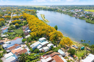 Đà Nẵng: Rực vàng sắc hoa sưa