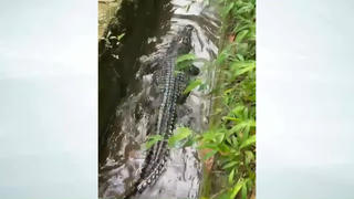 Quảng Ninh: Cá sấu dài hơn 2 m 'thong dong' dưới kênh mương dân sinh