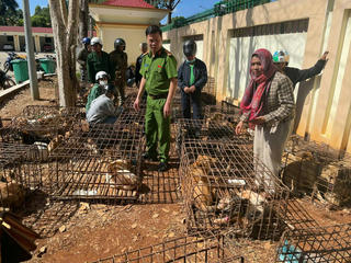 Triệt phá điểm thu gom, giết mổ chó trộm quy mô lớn ở Đắk Lắk