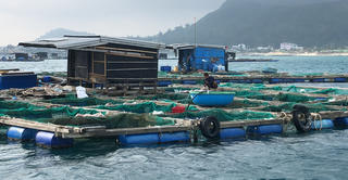 Quảng Ngãi: Cá bớp nuôi lồng bè ở đặc khu Lý Sơn chết hàng loạt