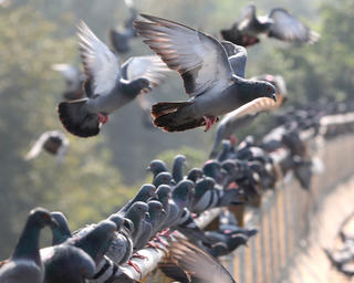 Trái đất bước vào “kỷ nguyên đồng hóa sinh thái”