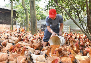 Ngành chăn nuôi trước nhiều áp lực