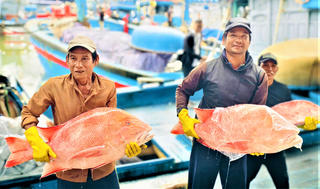 Ngư dân Quảng Ngãi trúng đậm lộc biển