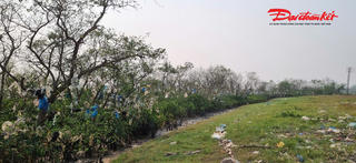 Nghệ An: Rác 'treo' dày đặc tại rừng ngập mặn ven sông Lam