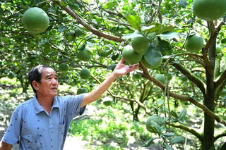 Bưởi Việt Nam nhiều cơ hội xuất khẩu sang Australia