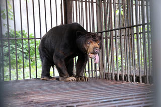 Cứu hộ 4 chú gấu từ TP Hồ Chí Minh về Vườn quốc gia Bạch Mã