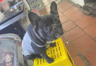 Vướng vòng lao lý chỉ vì... cún cưng