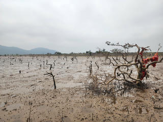 Rừng ngập mặn chết hàng loạt ở Hà Tĩnh: Cơ quan chức năng xác định nguyên nhân ban đầu