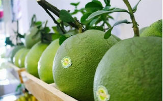 Ký nghị định thư bưởi, chanh bưởi, chanh sang Trung Quốc