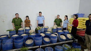 Quảng Ninh chỉ đạo "khẩn" sau vụ phát hiện giá đỗ chứa chất cấm