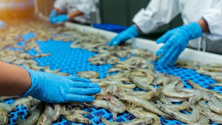 Ngành tôm đối mặt nhiều thách thức