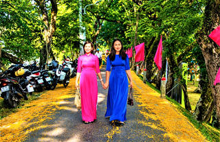 Đà Nẵng: Rực rỡ mùa hoa sưa vàng