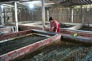 Nông dân 'lao đao' khi giá lươn thương phẩm giảm mạnh