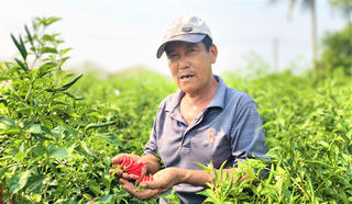 Quảng Ngãi: Nỗ lực hỗ trợ tiêu thụ ớt cho nông dân