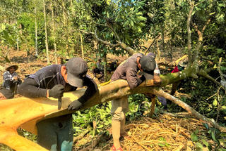 Quảng Ngãi: Rộn ràng mùa bóc vỏ quế 