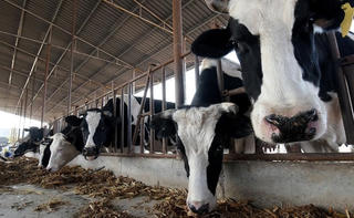 Ngành chăn nuôi với xu hướng tăng trưởng thông minh