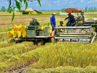 Giải bài toán “liên kết” trong chuỗi lúa gạo