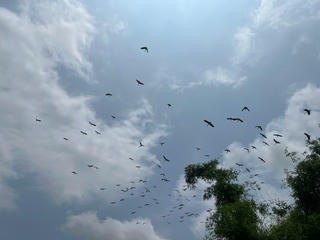 Đàn cò nhạn hàng trăm con xuất hiện trên cánh đồng ở Huế