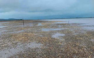 Hơn 120 tấn ngao chết bất thường, người nuôi thiệt hại nặng