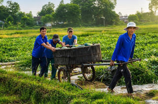 Đà Nẵng: Dưa hấu được mùa, nông dân có lãi 