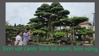 Sinh vật cảnh: Sinh kế xanh, bền vững