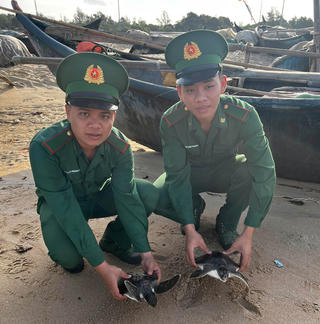 TP Hồ Chí Minh: Thả hai cá thể Vích về môi trường tự nhiên
