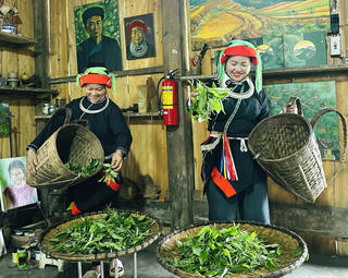 Từ nương chè cổ thụ đến khát vọng làm giàu ở vùng biên Thanh Thủy