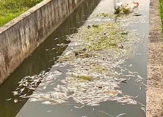 Vụ cá chết hàng loạt trên sông ở Nghệ An: Nhiều xã đưa ra cảnh báo