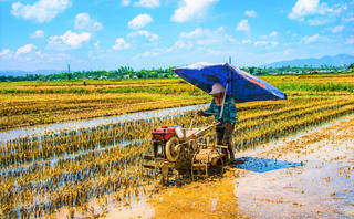 Đà Nẵng: Giữa nắng nóng, nông dân vẫn tất bật ngoài đồng