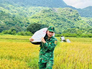 Bộ đội Biên phòng Quảng Trị ra đồng gặt lúa giúp người dân