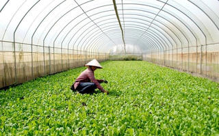 Hà Nội: Chủ tịch xã được cấp phép xây dựng công trình trên đất nông nghiệp