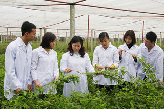 Thúc đẩy dược liệu trở thành ngành kinh tế có giá trị cao
