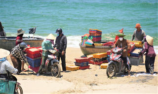 Đà Nẵng: Trúng đậm ruốc, ngư dân thu bạc triệu 