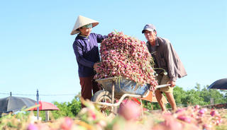 Quảng Ngãi: Nông dân vui mừng vì hành tím được mùa, được giá
