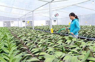 Hà Nội đề xuất thí điểm phát triển mô hình nông nghiệp sinh thái, nông nghiệp đô thị
