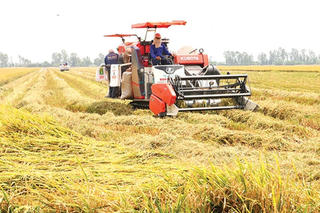 Nâng tầm cho gạo Việt