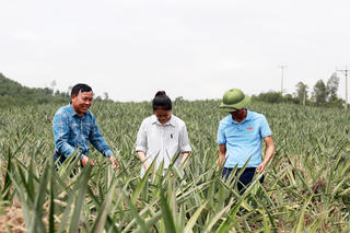 Dứa mở lối trên vùng đất khó Hà Tĩnh