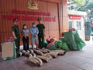 Công an TP Hà Nội bắt giữ đường dây tàng trữ, vận chuyển ngà voi và thuốc lá lậu trái phép
