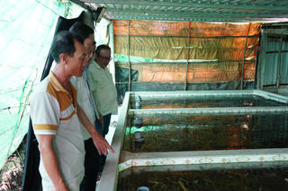 Tháo gỡ đầu ra cho hơn 1.000 tấn lươn tại Cà Mau