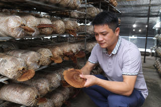 Lạng Sơn: Từ mô hình trồng nấm lim mở hướng cho vùng dược liệu Châu Sơn