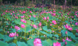 Đà Nẵng đẹp dịu dàng trong mùa sen nở 
