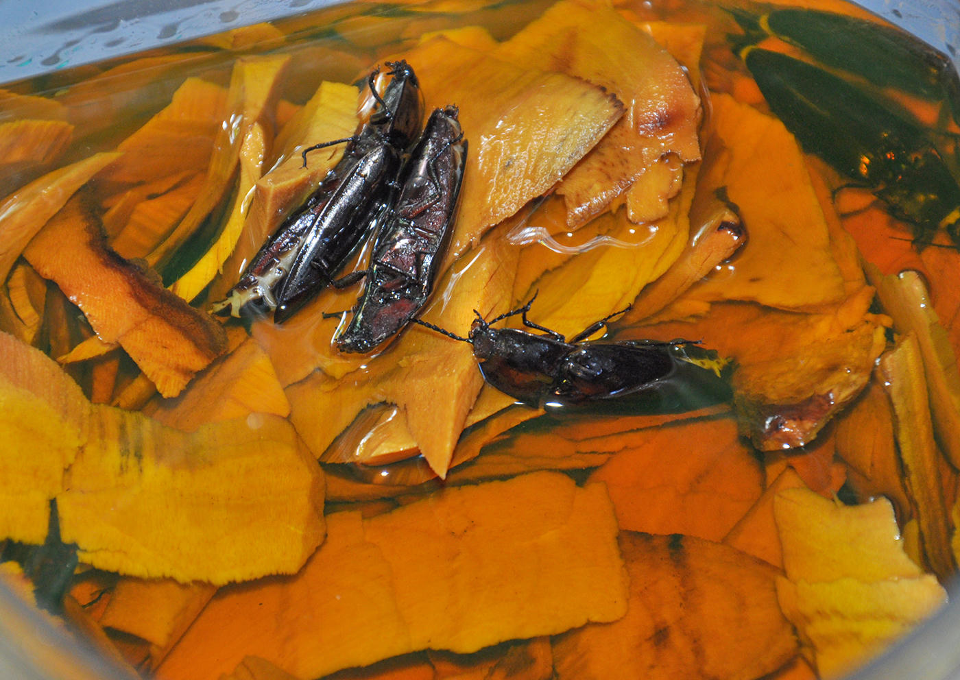 Ở Hòn Nghệ có “đặc sản” nổi tiếng và cũng là bí quyết giúp đàn ông xứ này rất khỏe là uống rượu ngâm cây mật nhân với con bổ củi. Ảnh Nguyễn Minh.