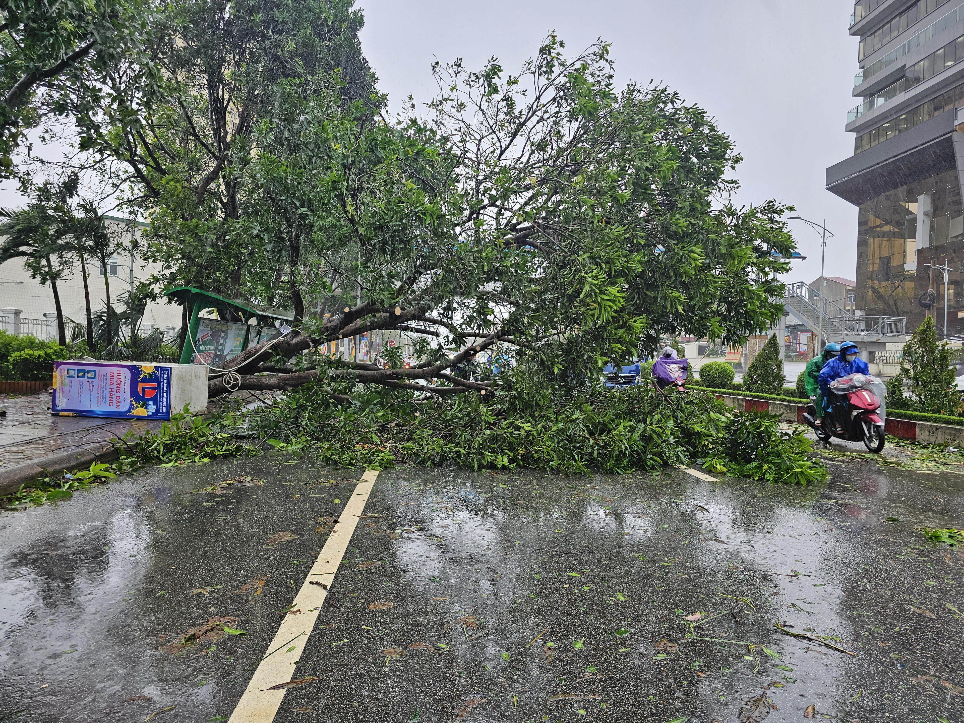 Khu vực cổng Trường Đại học Vinh cây lớn ngã chắn hết lòng đường (hướng Nguyễn Du đi Lê Duẩn) gây khó khăn cho việc di chuyển của các phương tiện. Ảnh: Quốc Thanh