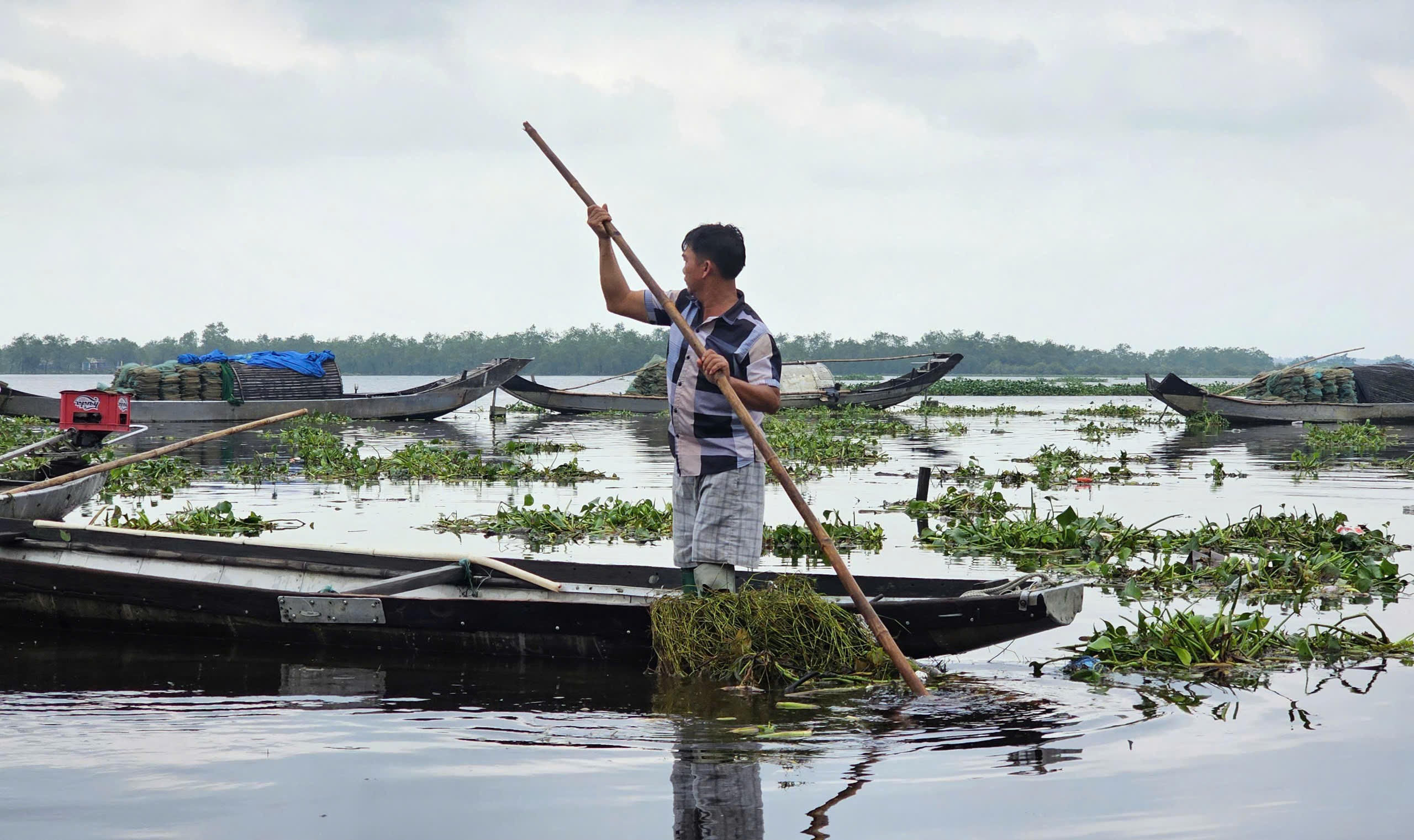 Hiện chính quyền địa phương huy động các lực lượng cùng người dân tranh thủ vớt và đẩy ra khỏi các tuyến đường, . khu vực rừng ngập mặn, khu du lịch cộng đồng. Ảnh: N.Q.