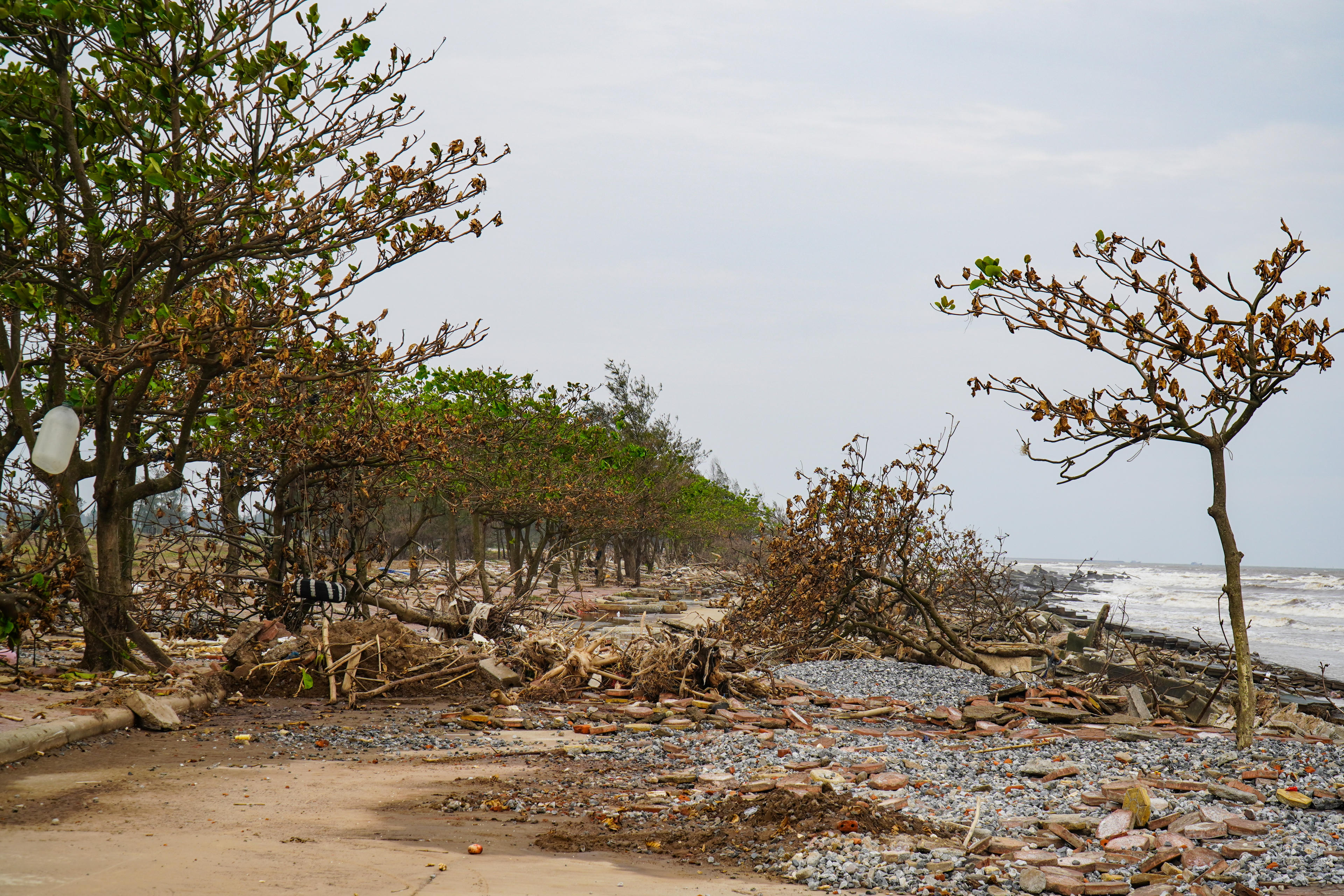 Nhiều vạt rừng chắn sóng bị sóng đánh bật gốc, chết khô. Ảnh: Đình Minh.