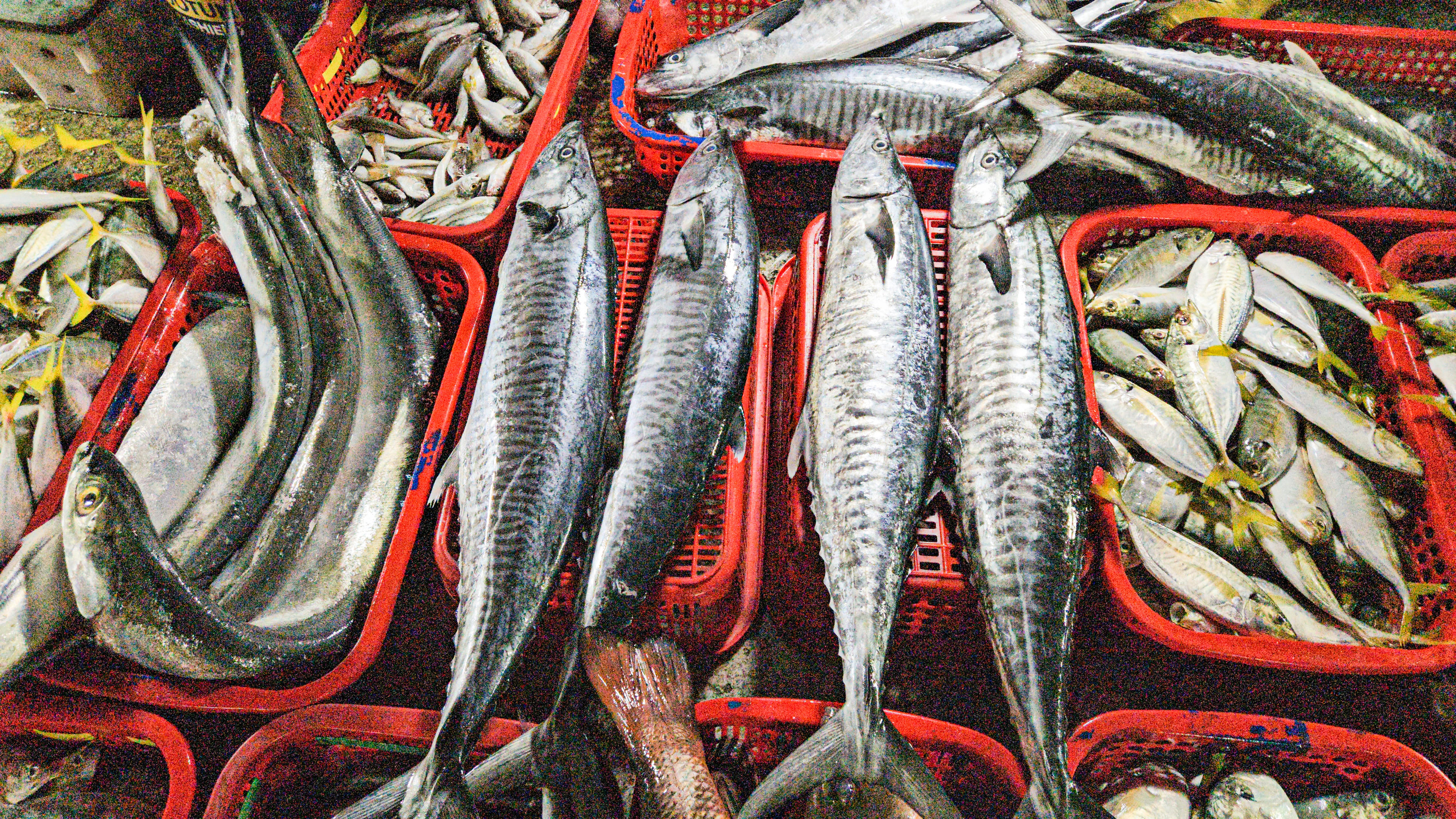 Cá thu là mặt hàng được ưa chuộng nhất, có giá khoảng 230.000 đồng/kg. Với mức giá này, sau khi trừ chi phí, mỗi chuyến biển ngư dân có thể thu về từ 5–7 triệu đồng. Ảnh: Cẩm Kỳ&nbsp;