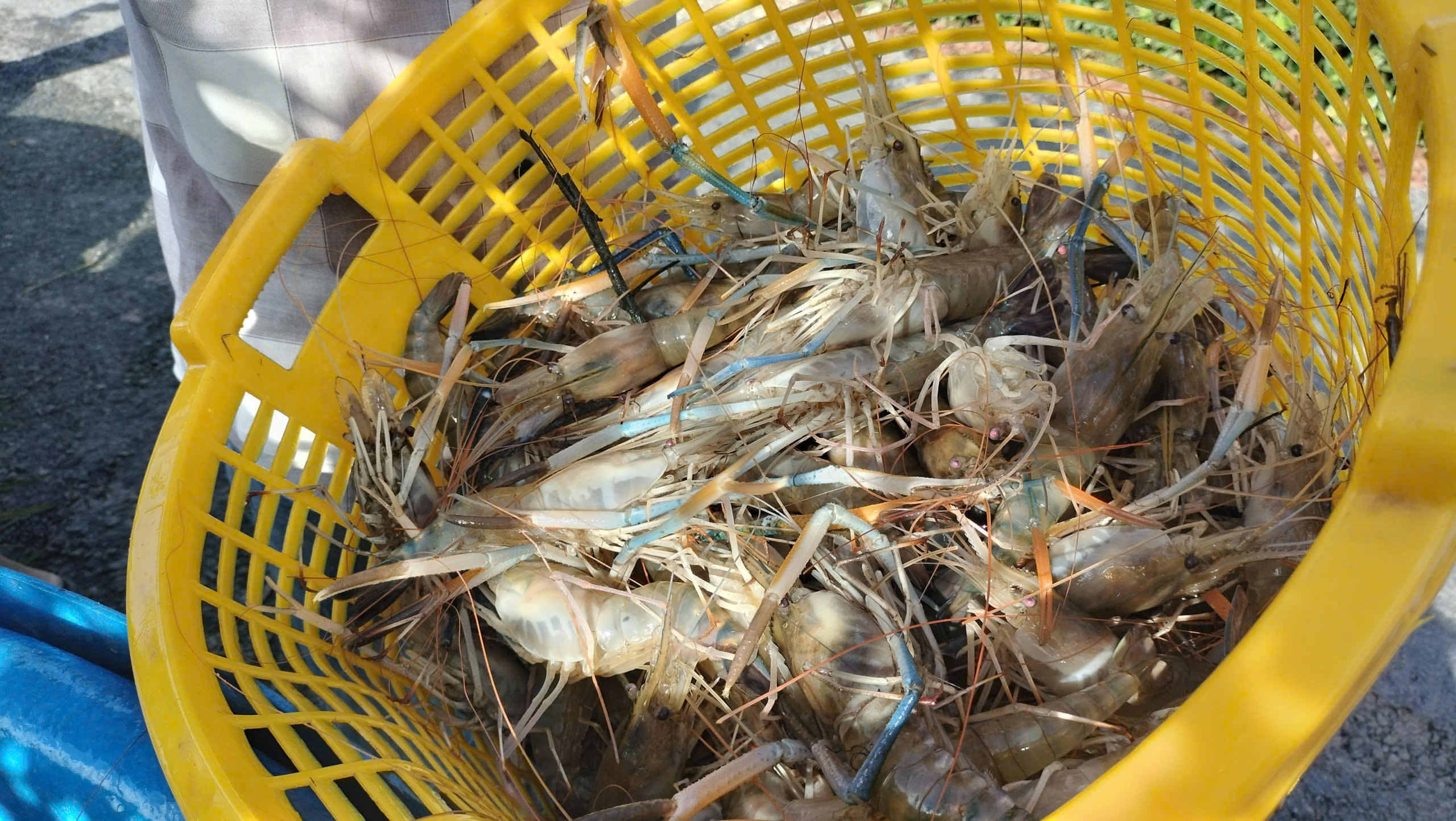 Năng suất tôm càng xanh năm nay đạt từ 300-500kg/ha mặt nước,.  trừ chi phí nông dân thu lời bình quân khoảng 40 triệu đồng/ha. Ảnh: Nguyên Du